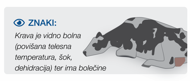 Stage 3 Mastitis in cows Visibly sick cow suffering from mastitis fever, dehydration and pain